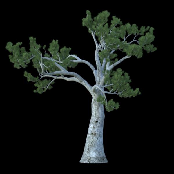 PinusAlbicaulis - دانلود مدل سه بعدی درخت کاجTree - آبجکت سه بعدی درخت کاجTree - دانلود آبجکت سه بعدی درخت کاجTree -دانلود مدل سه بعدی fbx - دانلود مدل سه بعدی obj -PinusAlbicaulis 3d model free download  - PinusAlbicaulis 3d Object - PinusAlbicaulis OBJ 3d models - PinusAlbicaulis FBX 3d Models - 